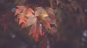 Preview wallpaper maple leaves, autumn, blur, leaves, maple