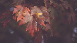 Preview wallpaper maple leaves, autumn, blur, leaves, maple