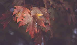 Preview wallpaper maple leaves, autumn, blur, leaves, maple