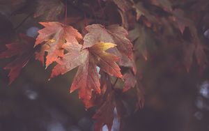 Preview wallpaper maple leaves, autumn, blur, leaves, maple