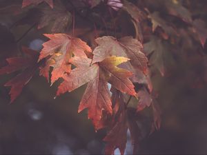 Preview wallpaper maple leaves, autumn, blur, leaves, maple