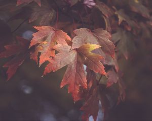 Preview wallpaper maple leaves, autumn, blur, leaves, maple