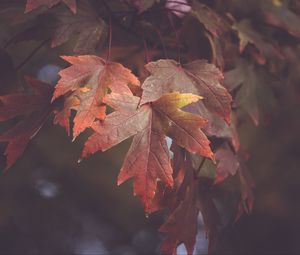 Preview wallpaper maple leaves, autumn, blur, leaves, maple