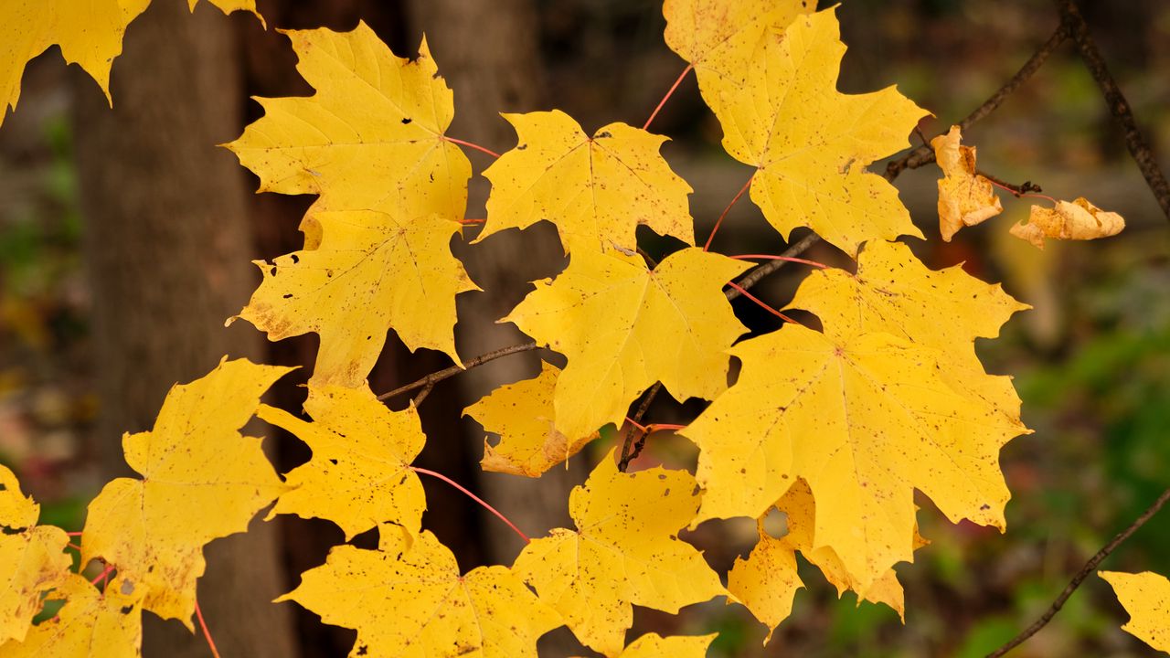 Wallpaper maple leaves, autumn, maple, leaves, yellow