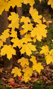 Preview wallpaper maple leaves, autumn, maple, leaves, yellow