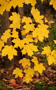 Preview wallpaper maple leaves, autumn, maple, leaves, yellow