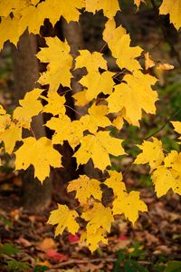 Preview wallpaper maple leaves, autumn, maple, leaves, yellow