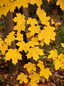 Preview wallpaper maple leaves, autumn, maple, leaves, yellow