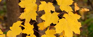 Preview wallpaper maple leaves, autumn, maple, leaves, yellow