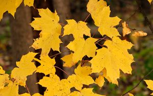 Preview wallpaper maple leaves, autumn, maple, leaves, yellow