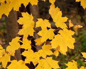 Preview wallpaper maple leaves, autumn, maple, leaves, yellow