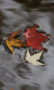 Preview wallpaper maple leaves, autumn, water, fallen