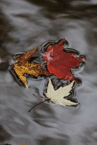 Preview wallpaper maple leaves, autumn, water, fallen