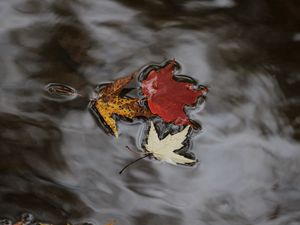 Preview wallpaper maple leaves, autumn, water, fallen