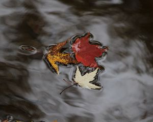 Preview wallpaper maple leaves, autumn, water, fallen