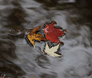 Preview wallpaper maple leaves, autumn, water, fallen