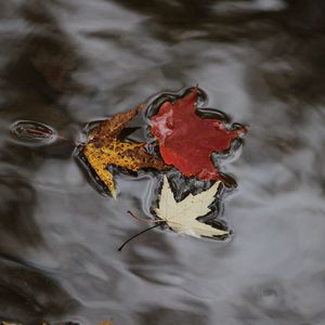Preview wallpaper maple leaves, autumn, water, fallen