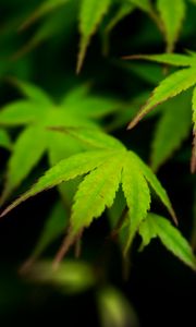 Preview wallpaper maple, leaves, blur, macro