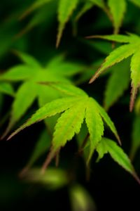 Preview wallpaper maple, leaves, blur, macro