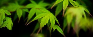 Preview wallpaper maple, leaves, blur, macro