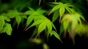 Preview wallpaper maple, leaves, blur, macro
