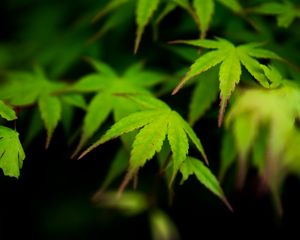 Preview wallpaper maple, leaves, blur, macro