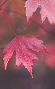 Preview wallpaper maple, leaves, blur, autumn, macro, red