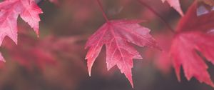 Preview wallpaper maple, leaves, blur, autumn, macro, red