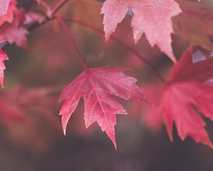 Preview wallpaper maple, leaves, blur, autumn, macro, red