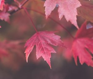 Preview wallpaper maple, leaves, blur, autumn, macro, red