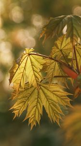 Preview wallpaper maple, leaves, blur, branch