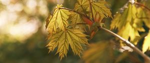 Preview wallpaper maple, leaves, blur, branch
