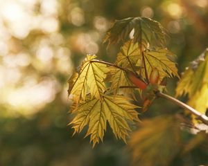 Preview wallpaper maple, leaves, blur, branch