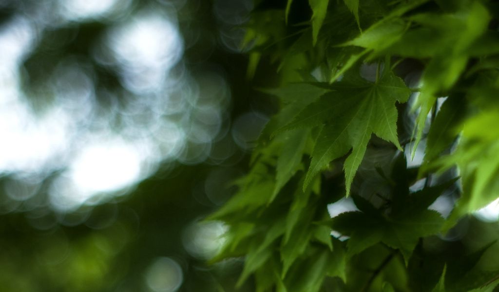 1024x600 Wallpaper maple, leaves, branch, maple leaves, blur, green