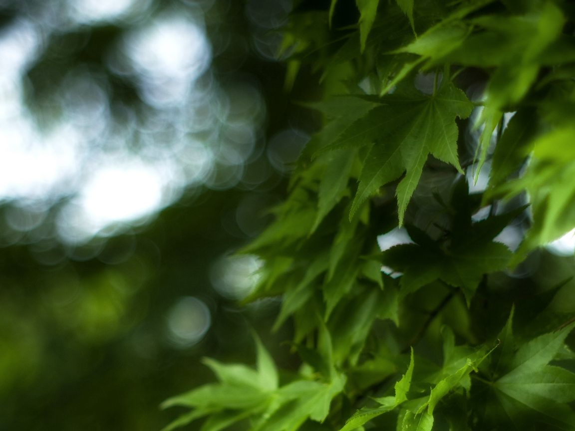 1152x864 Wallpaper maple, leaves, branch, maple leaves, blur, green