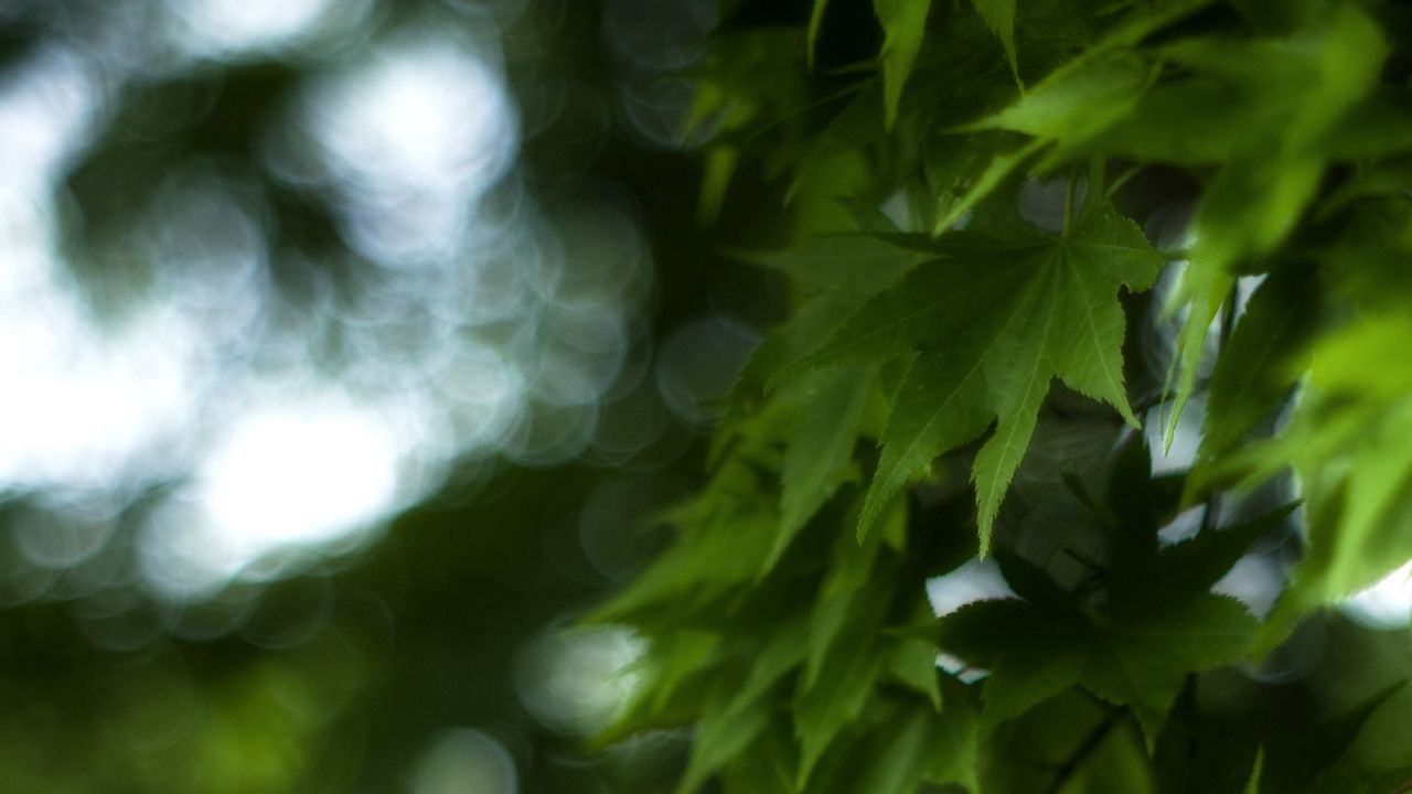 Wallpaper maple, leaves, branch, maple leaves, blur, green