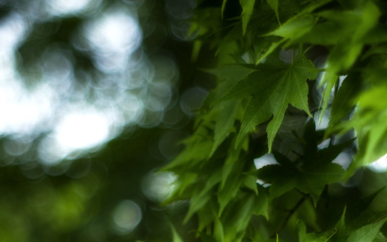 1280x800 Wallpaper maple, leaves, branch, maple leaves, blur, green