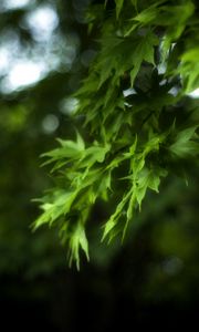 Preview wallpaper maple, leaves, branch, maple leaves, blur, green