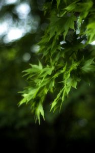 Preview wallpaper maple, leaves, branch, maple leaves, blur, green