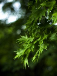 Preview wallpaper maple, leaves, branch, maple leaves, blur, green