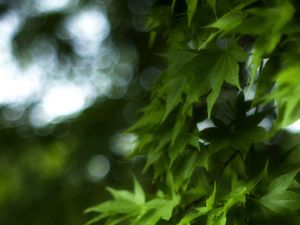 Preview wallpaper maple, leaves, branch, maple leaves, blur, green