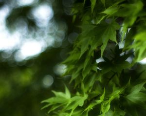 Preview wallpaper maple, leaves, branch, maple leaves, blur, green