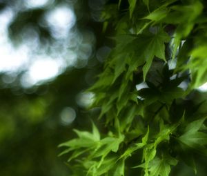 Preview wallpaper maple, leaves, branch, maple leaves, blur, green