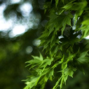 Preview wallpaper maple, leaves, branch, maple leaves, blur, green