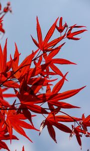 Preview wallpaper maple, leaves, branch, red, sky