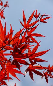 Preview wallpaper maple, leaves, branch, red, sky