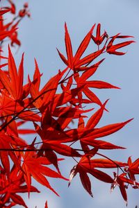 Preview wallpaper maple, leaves, branch, red, sky