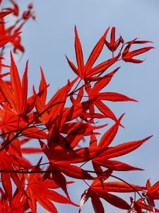 Preview wallpaper maple, leaves, branch, red, sky