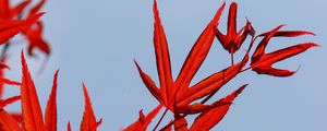 Preview wallpaper maple, leaves, branch, red, sky