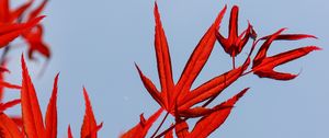 Preview wallpaper maple, leaves, branch, red, sky